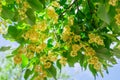 Linden flowers between abundant foliage leaves. Lime tree or tilia tree in blossom.