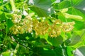 Linden flowers between abundant foliage leaves. Lime tree or tilia tree in blossom. Summer nature background Royalty Free Stock Photo