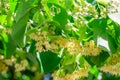 Linden flowers between abundant foliage leaves. Lime tree or tilia tree in blossom. Summer nature background