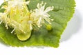 Linden flowers on a green leaf of a linden tree, white background, close-up Royalty Free Stock Photo