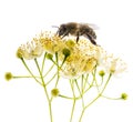 Linden flowers with honey bee Royalty Free Stock Photo