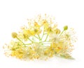 Linden flowers Royalty Free Stock Photo