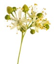 Linden flowers Royalty Free Stock Photo