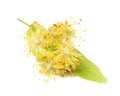 Linden flowers isolated.