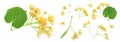 Linden flowers with leaf isolated on white background Royalty Free Stock Photo