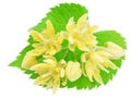 Linden flowers or lime tree flowers on white background. File contains clipping path Royalty Free Stock Photo