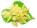 Linden flowers or lime tree flowers on white background. File contains clipping path Royalty Free Stock Photo