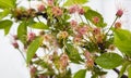 Linden flowers are a medicinal plant for colds. deciduous tree with heart-shaped leaves and fragrant red flowers on an isolated Royalty Free Stock Photo