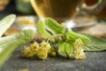 Linden flowers on a table, closeup Royalty Free Stock Photo