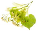 Linden flowers Tilia cordata