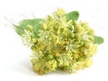 Linden flowers Tilia