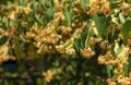 Linden flowers on a tree. Close-up of linden blossom. Blooming linden tree in the summer forest Royalty Free Stock Photo