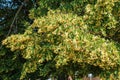 Linden flowers on a tree. Close-up of linden blossom. Blooming linden tree in the summer forest Royalty Free Stock Photo