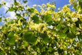 Linden flowers on a tree. Close-up of linden blossom. Blooming linden tree in the summer forest Royalty Free Stock Photo