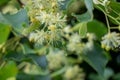 Linden flowers on a tree. Close-up of linden blossom. Blooming linden tree in the summer forest Royalty Free Stock Photo