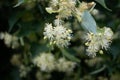 Linden flowers on a tree. Close-up of linden blossom. Blooming linden tree in the summer forest Royalty Free Stock Photo