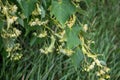 Linden flowers on a tree. Close-up of linden blossom. Blooming linden tree in the summer forest Royalty Free Stock Photo