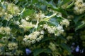 Linden flowers on a tree. Close-up of linden blossom. Blooming linden tree in the summer forest Royalty Free Stock Photo