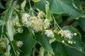 Linden flowers on a tree. Close-up of linden blossom. Blooming linden tree in the summer forest Royalty Free Stock Photo