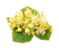 Linden flowers Royalty Free Stock Photo