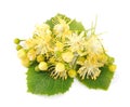 Linden flowers