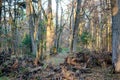 Linden forest, abandoned park