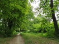 Linden forest. The road in the city park. Spring landscape. Cozy beautiful place. Deciduous trees with trunks laced with vines.