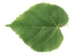 Linden green leaf isolated on white