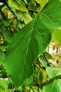 Linden green leaf. Leaf on a tree branch.