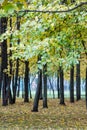 Linden Grove in autumn. Deciduous tree with heart-shaped serrate Royalty Free Stock Photo