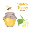 Linden honey in glass jar, bee and twig of flowering linden isolated on white background. Vector illustration