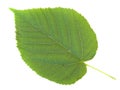 Linden leaf Royalty Free Stock Photo