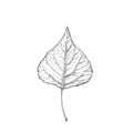Linden leaf on a white background Royalty Free Stock Photo
