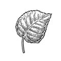 Linden leaf. Vector vintage engraved illustration.