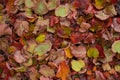 Linden leaves in autumn colors