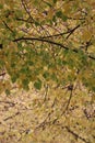 Linden leaves in Autumn Royalty Free Stock Photo