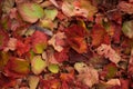 Linden leaves and feather in autumn colors