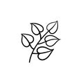 Linden leaves on branch hand drawn sketch icon.