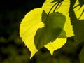 Illuminated by sunlight leaves of lime tree Royalty Free Stock Photo