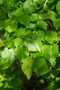 Linden leaves Royalty Free Stock Photo