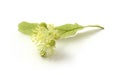 Linden is a medicinal, honey, food and technical plant. Flower isolated on white background.