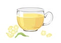 Linden tea. Hot medical drink with tilia flowers in a glass cup Isolated on a white background. Vector illustration