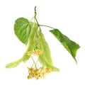 Linden Tilia cordata leaves and flowers, isolated on white bac