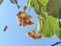 Linden tilia  europaea flowers and leaves on a tree  in summer season best for making tea  herbs medical leaves green Royalty Free Stock Photo