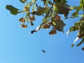 Linden tilia  europaea flowers and leaves on a tree  in summer season best for making tea  herbs medical leaves green Royalty Free Stock Photo