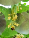 linden tilia europaea flowers and leaves on a tree in summer season best for making tea herbs medical leaves Royalty Free Stock Photo