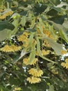 Linden tilia europea trees flowers suitable for tea