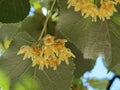 Linden tilia europea trees flowers suitable for tea