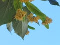 Linden tilia europea trees flowers suitable for tea