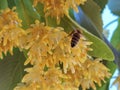 Linden tilia europea trees flowers suitable for tea Royalty Free Stock Photo